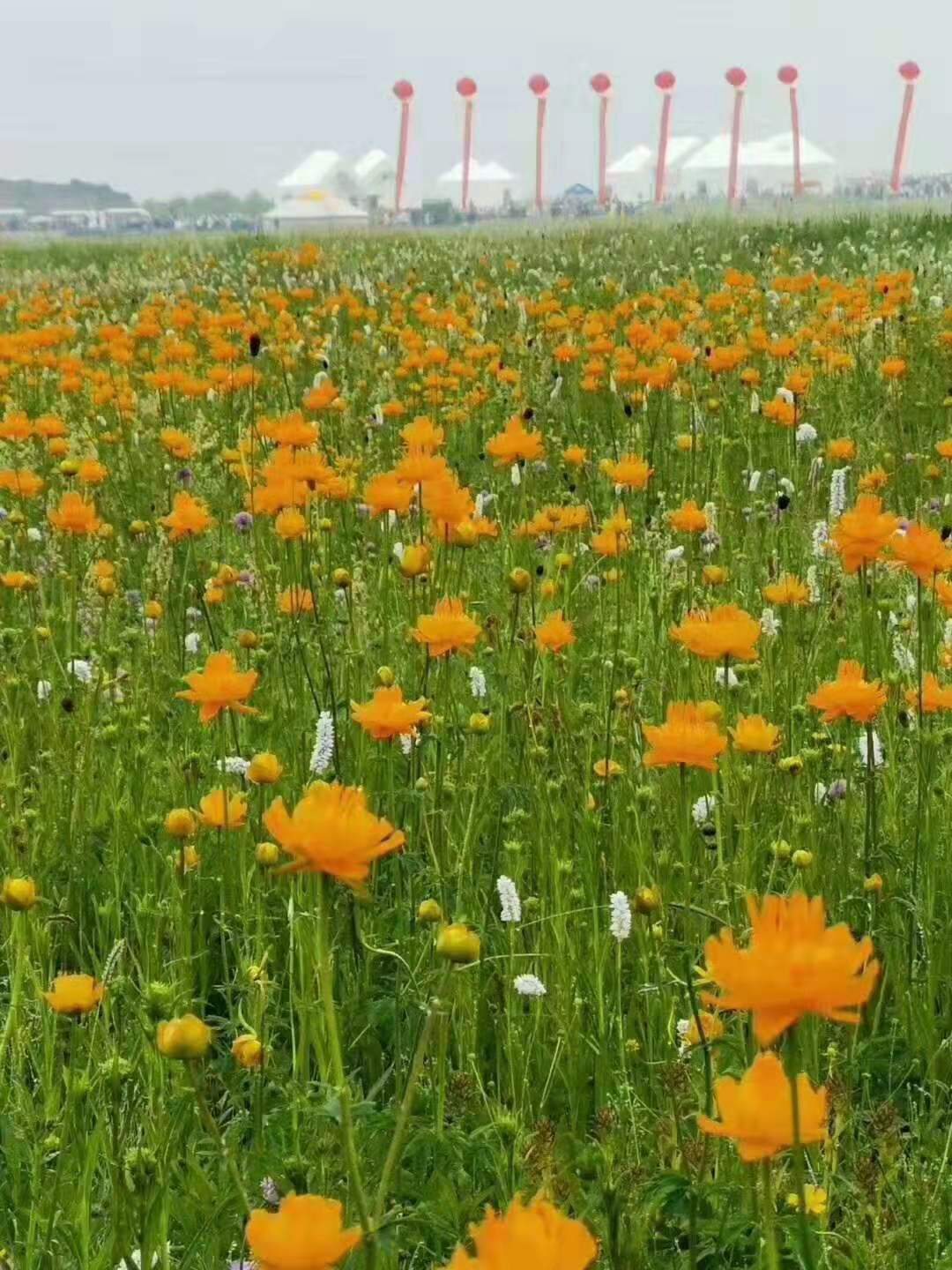 2019年元上都金莲花节—美丽的金莲花